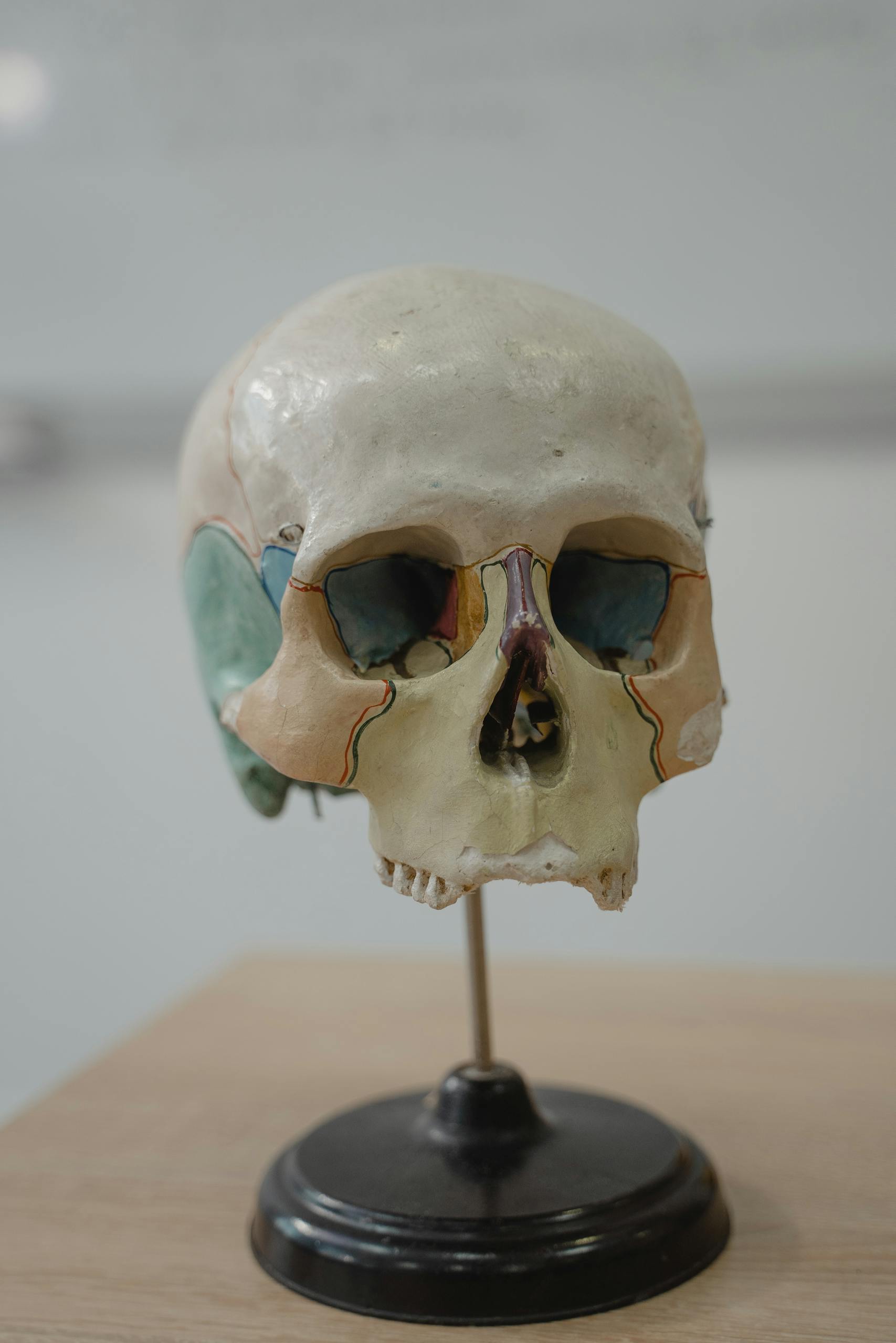 Colorful anatomical skull model on display for educational purposes.